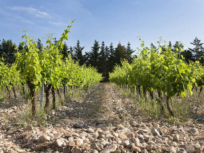 terroir